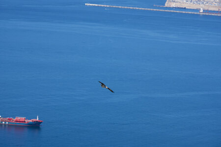 black kite 2025_8.jpg
