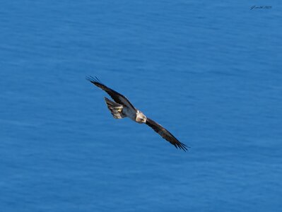 black kite 2025_9.jpg