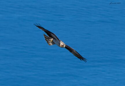 black kite 2025_10.jpg