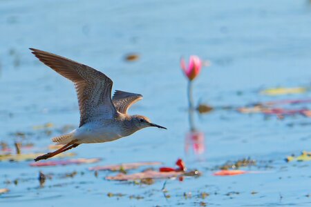 SA107725_DxO-topaz-sharpen-denoise_Radiant.jpg