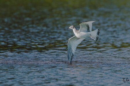 _DSC5242-Edit.jpg