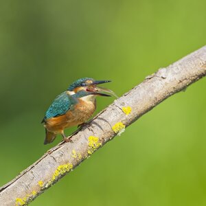 ILCE-1M2FE 600mm F4 GM OSS copy220.jpg