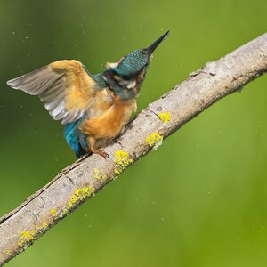 ILCE-1M2FE 600mm F4 GM OSS copy234.jpg