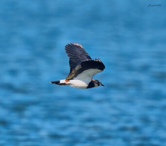 lapwing 2025_9.jpg