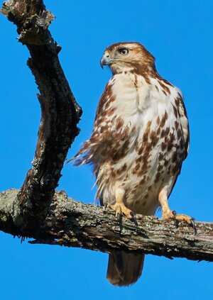 Red-tail Hawk - BCSP - 03312018 - 10.jpg