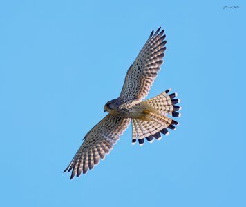 kestrel 2025 341.jpg