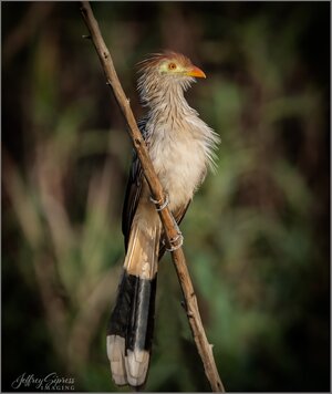cuckoo1.jpg