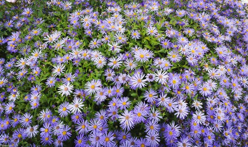 Aster_greenwichpark_rosegarden-1.jpg