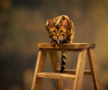 Bengal Cat-1.jpg