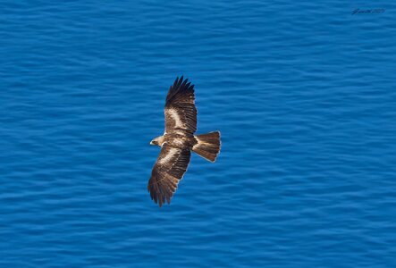 black kite 2025_12.jpg