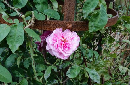 rose-1.jpg