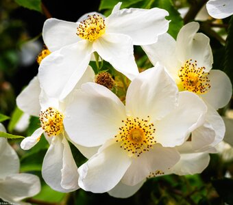 white-2.jpg