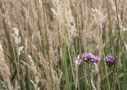 grasses-1.jpg