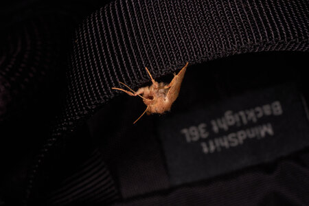 Bicolored Sallow - Arden Woods - 10052025 - 01.jpg
