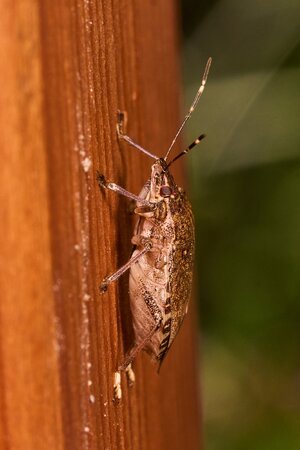 Spined Soldier Bug - Tyler Arboretum - 101042025 - 01.jpg