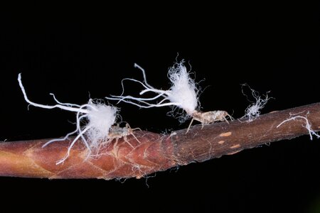 Beech Blight Aphid - Arden Woods - 10052025 - 03 - DN.jpg