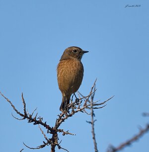 stonechat 2025 34.jpg