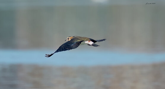 lapwing 2025_14.jpg
