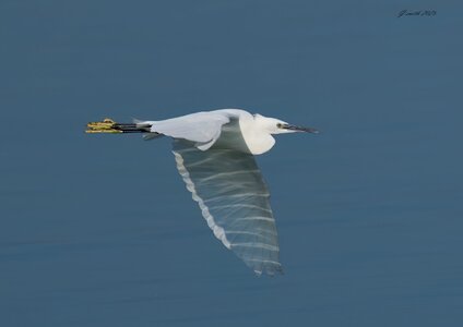 egret 2025 20.jpg
