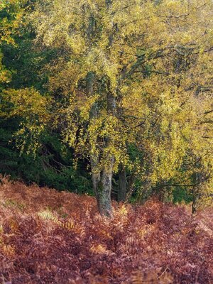 20251026-_DSC7440-DxO_DeepPRIME XD2s-Edit.jpg