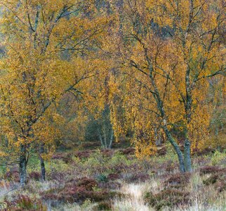 20251026-_DSC7491-DxO_DeepPRIME XD2s-Pano-Edit.jpg