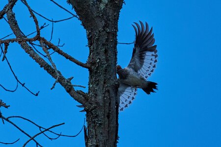 Red-Headed Woodpecker - 1st State - 11022025 - 16.jpg