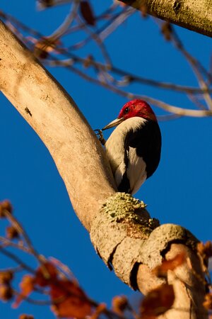 Red-Headed Woodpecker - 1st State - 11022025 - 02.jpg