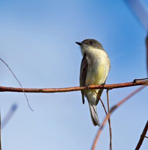 Eastern Phoebe SM.jpg
