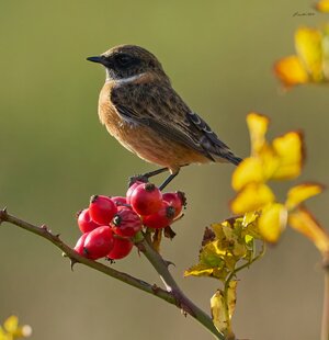 stonechat 2025 64.jpg