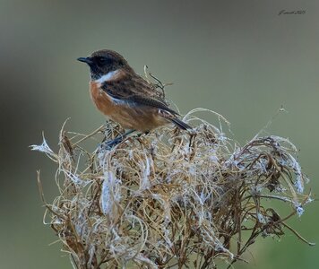 stonechat 2025 78.jpg