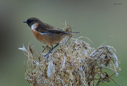 stonechat 2025 73.jpg