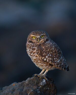 burrowing owl dark.jpg