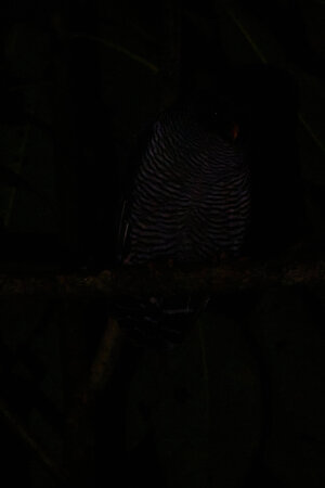 Black and White Owl - Umbrellabird Lodge - 09112022 - 01 1.jpg