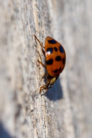 Common Lady Bug - Longwood - 11082025 - 01.jpg