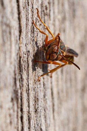Metric Paper Wasp - Longwood - 11082025 - 01.jpg