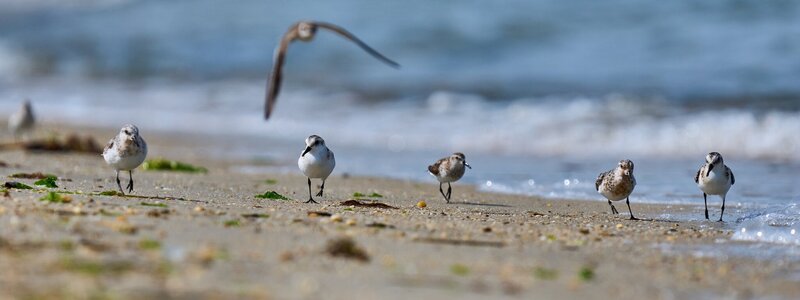 Sanderling - Cape Henlopen - 08312025 - 19.jpg