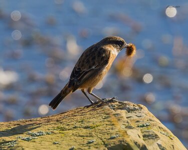 stonechat 2025 _4.jpg