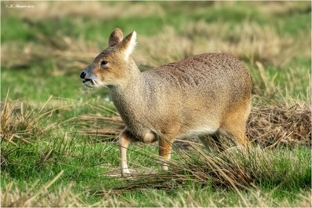 DSC06646 Firefly Upscaler 2x scale.jpg