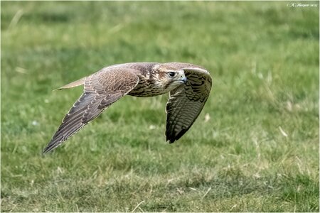 DSC06335 Firefly Upscaler 2x scale.jpg