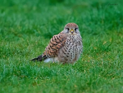 kestrel 2025 477.jpg