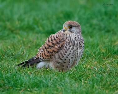 kestrel 2025 480.jpg
