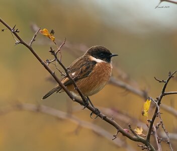 stonechat 2025 96.jpg
