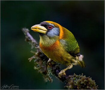 female-redheaded-barbet.jpg