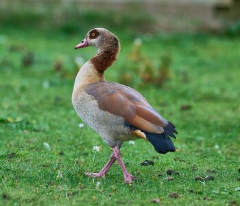 egyptian goose 2025 .jpg