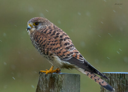 kestrel 2025 488.jpg