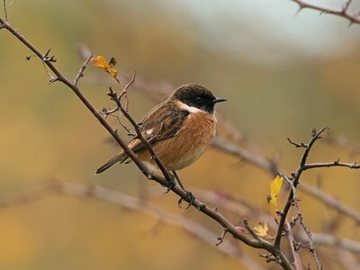 stonechat 2025 98.jpg