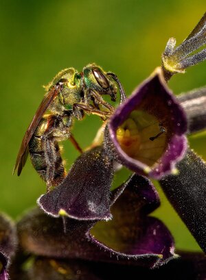Golden Sweat Bee - Tyler Arboretum - 101042025 - 01 - DN.jpg