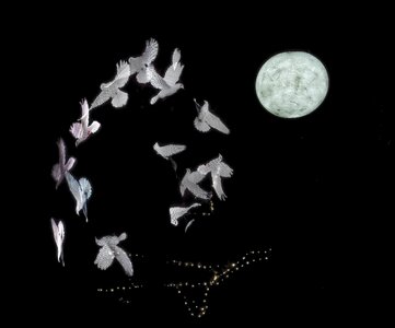 25A04215bridgewater glow moonlight gardener.jpg