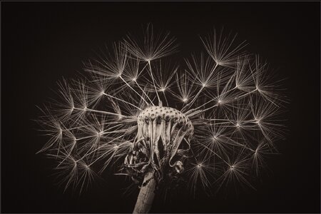 Mark Dunsford1_The Old Dandelion Clock20250911fb.jpg