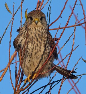 kestrel 2025 495.jpg